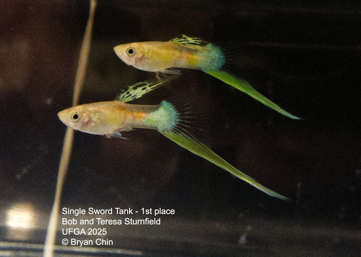 Guppy Single Swordtail